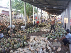 Người biến trái dừa Việt Nam thành "vàng đen" có mặt ở 30 quốc gia