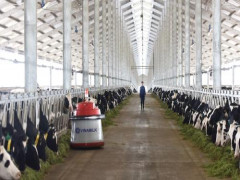 Tập đoàn TH true Milk chuẩn bị sản xuất dòng sữa A2