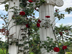 Sắp có công viên hoa hồng 22ha tại Hà Nội