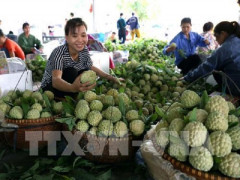 Nông sản Việt xuất khẩu sang Trung Quốc còn nhiều bấp bênh