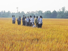Liên kết sản xuất, phân phối: Giải bài toán đầu ra cho ngành lúa gạo