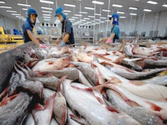 Mỹ -Trung xung đột thương mại, cá tra Việt Nam hưởng lợi cả hai thị trường