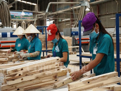 Liên kết chuỗi để xây dựng nguồn nguyên liệu bền vững cho gỗ Việt
