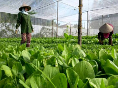 Hà Nội: Sẽ xây dựng 5-10 mô hình sản xuất nông nghiệp hữu cơ
