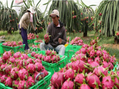 Trung Quốc mua 2,4 tỷ USD rau quả Việt Nam trong 10 tháng