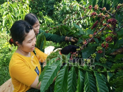 Phát triển bền vững ngành cà phê Việt Nam