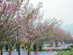 Sắp diễn ra Lễ hội hoa anh đào Nhật Bản - Hà Nội 2019