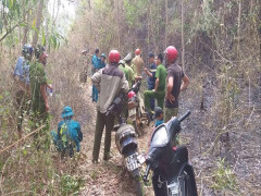 Đắk Lắk: Cháy rừng trồng ở huyện Krong Pắc