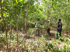 Tỉnh Đắk Lắk: Tập trung phòng cháy và chữa cháy rừng