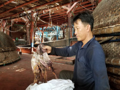 Trung Quốc thay đổi phương thức nhập khẩu, gần 1.000 tấn khô mực ở Quảng Nam tồn đọng