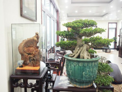 Bộ sưu tập bonsai tiền tỷ và đồ chơi VIP của giới nhà giàu Việt