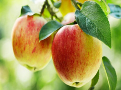 Chứa tới hơn 100 triệu vi khuẩn nhưng vì sao quả táo lại có lợi cho sức khỏe?