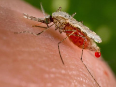 Chuyên gia báo động về lây lan sốt rét đa kháng thuốc ở Đông Nam Á