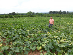 Đắk Lắk: Nông dân điêu đứng vì trồng bí Hai Mũi Tên Đỏ