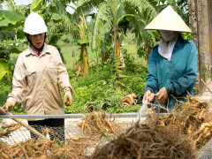 Công Ty TNHH Nông nghiệp công nghệ cao Tuệ Lâm khôi phục thành công nguồn gen loài sâm quý