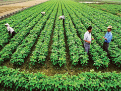 Kinh nghiệm phát triển nông nghiệp hữu cơ của các nước trên thế giới