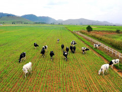 Tái cơ cấu ngành chăn nuôi: Thúc đẩy phát triển bền vững