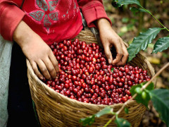 Cà phê Việt chờ tin tốt để hồi phục