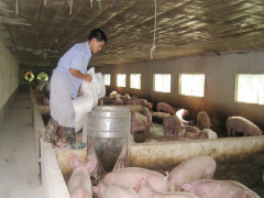 Sẽ nhập 100 nghìn tấn thịt lợn: Giải pháp tình thế cho dịp Tết