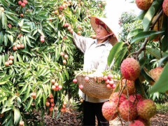 Xuất khẩu nông sản: Bức bách “thoát Trung”