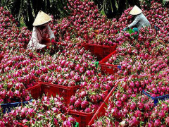 Nông sản Việt hãy chủ động đừng chờ giải cứu