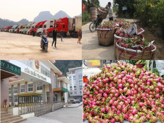 Nông sản Việt xuất khẩu bị ảnh hưởng bởi virus corona