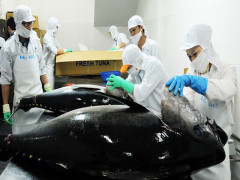 Peru thay thế Trung Quốc vào top 8 thị trường xuất khẩu lớn nhất của cá ngừ