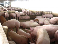 Không kìm nổi giá tăng mạnh, Bộ NN-PTNT quyết nhập lợn sống về giết mổ