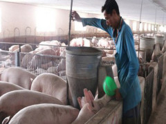 Bộ Nông nghiệp: Tiếp tục nhập khẩu lợn giống để phục vụ tái đàn