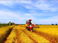 Kinh tế Việt Nam 6 tháng đầu năm: Nông nghiệp là "trụ đỡ", thị trường nội địa là "điểm tựa"