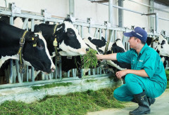 'Cú hích' nâng tầm ngành chăn nuôi