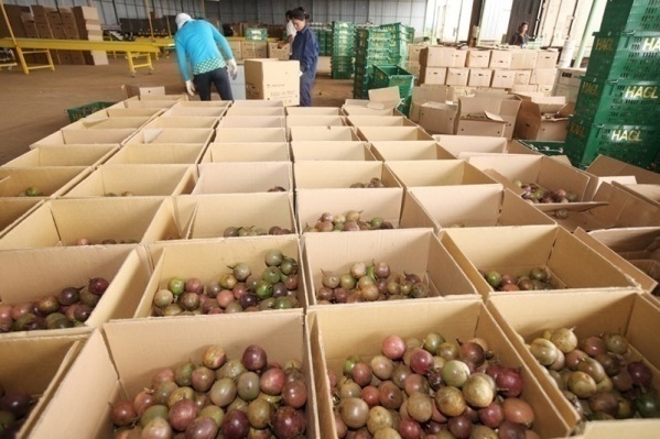 Tận dụng EVFTA, nông sản Việt liên tiếp lên đường sang EU
