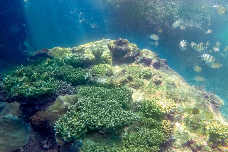 Phú Quốc có những rặng san hô đẹp