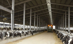 Tập đoàn TH hoàn tất nhập khẩu 4.500 con bò sữa cao sản từ Mỹ