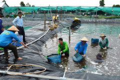 Triển khai nuôi tôm nước lợ an toàn, bền vững ở Kiên Giang