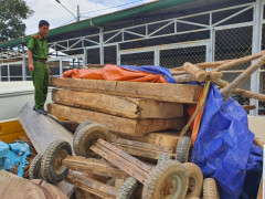 Đắk Lắk: Lại phát hiện gỗ Pơ Mu bị khai thác trái phép, tạm giữ 9 đối tượng vi phạm