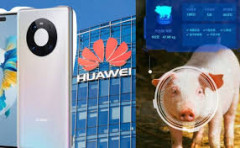 Doanh thu điện thoại Huawei giảm 60%, tự cứu cánh nhờ chăn nuôi?