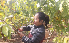 Mai Sơn, Sơn La: Hiệu quả kinh tế cao từ trồng cây na