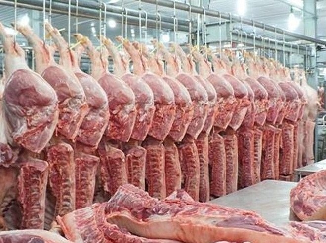 Cục Hải Quan Quảng Trị kiểm soát chặt chẽ mặt hàng lợn nhập khẩu