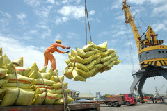 Xuất khẩu gạo trong tháng 2/2021 ước đạt hơn 262.000 tấn