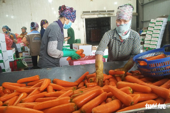 Sơ chế cà rốt trong nhà máy tại Hải Dương/ Ảnh báo Tuổi trẻ