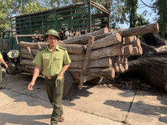 Đắk Lăk: Lâm tặc lại phá rừng Ea Súp