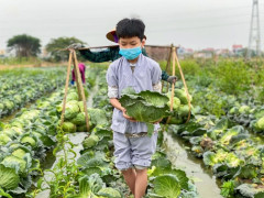 San sẻ yêu thương - chùa Ba Vàng “giải cứu” hơn 80 tấn nông sản hỗ trợ người dân tỉnh Hải Dương