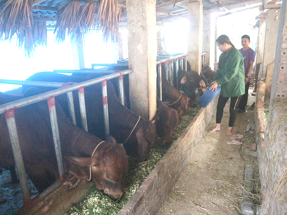 Mô hình nôi bó sinh sản, bò thịt của hộ nông dân xã Đào Xá, huyện Thanh Thủy phát triển từ nguồn quỹ HTND