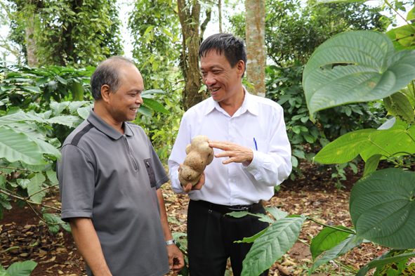 Ông Nguyễn Đình Vượng (áo trắng) Bí thư - chủ tịch xã Hòa Đông thăm mô hình sản xuất của ông Y Thanh Hmok buôn Tara