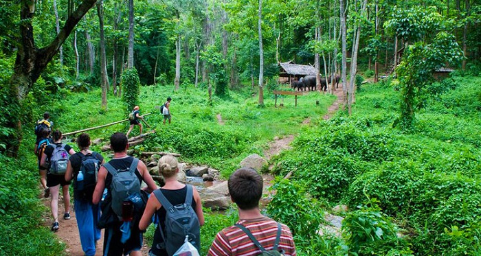 Được thành lập từ năm 1962, Vườn quốc gia Cúc Phương đã trở thành Vườn quốc gia đầu tiên trên đất nước Việt Nam. Ảnh: Internet