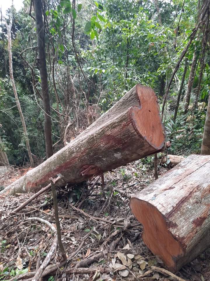 1 cây gỗ có đường kính đến 100Cm đã bị lâm tặc chặt hạ