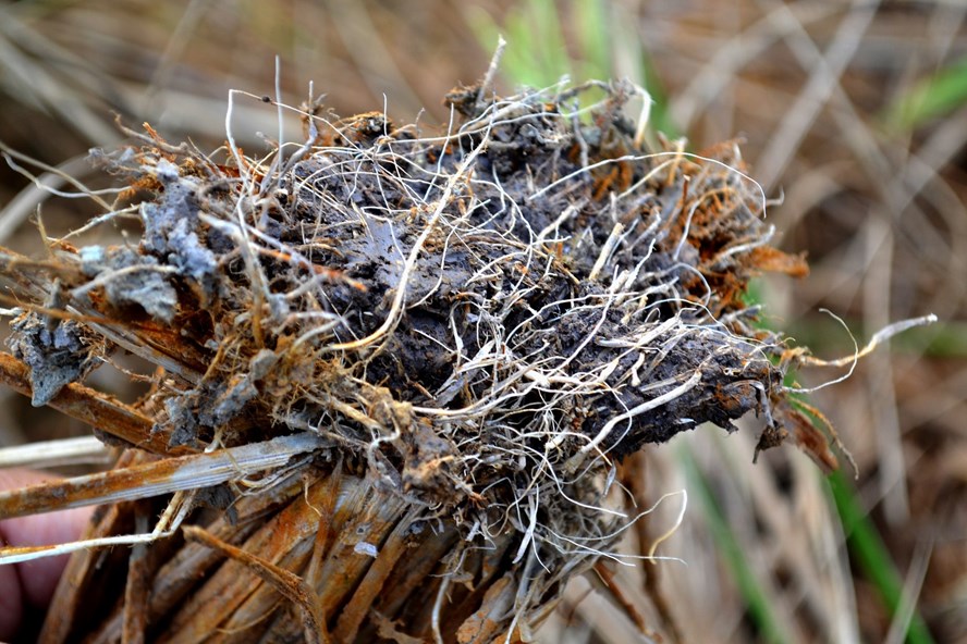 Rễ cây lúa sau khi bị nhiễm nước mặn ở Kiên Giang (Ảnh: LT)