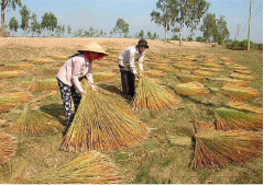 Kiên Giang: Bảo tồn, phát triển nghề đan cỏ bàng của người Khmer tại Phú Mỹ