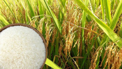 Giá lúa gạo ngày 16/3 bật tăng mạnh trở lại